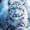 Snow Leopard Diamond Painting
