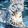 Leopard In Water Diamond Painting