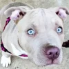 Staffordshire Bull Terrier Diamond Painting
