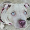 Staffordshire Bull Terrier Diamond Painting