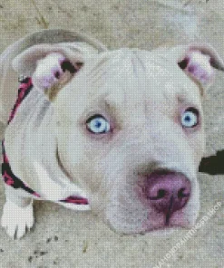Staffordshire Bull Terrier Diamond Painting