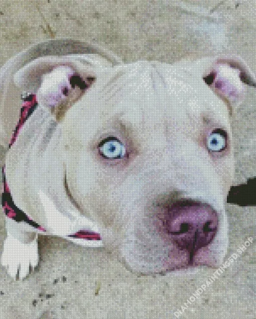 Staffordshire Bull Terrier Diamond Painting