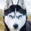Blue Eyes Husky Diamond Painting