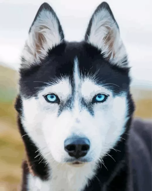 blue eyes husky Diamond Paintings Blue Eyes Husky Diamond Painting