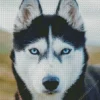 Blue Eyes Husky Diamond Painting