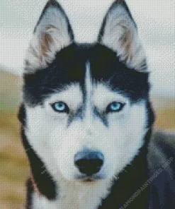 Blue Eyes Husky Diamond Painting