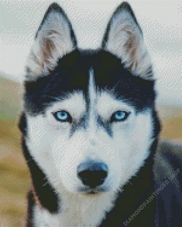 blue eyes husky Diamond With Numbers Blue Eyes Husky Diamond Painting