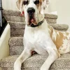 Fawnequin Great Dane Diamond Painting
