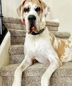 Fawnequin Great Dane Diamond Painting