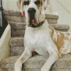 Fawnequin Great Dane Diamond Painting