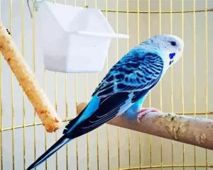 Canary Bird Diamond Painting