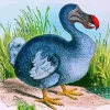 Blue Dodo Bird Diamond Painting