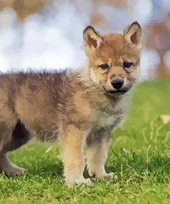 Baby Wolf Diamond Painting