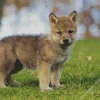 Baby Wolf Diamond Painting