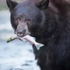 Bear Eating Fish Diamond Painting