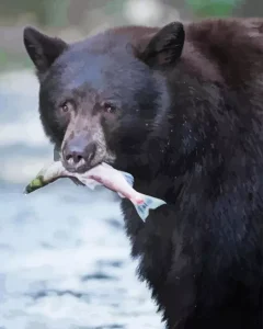 Bear Eating Fish Diamond Painting