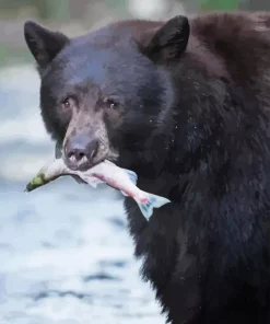 Bear Eating Fish Diamond Painting