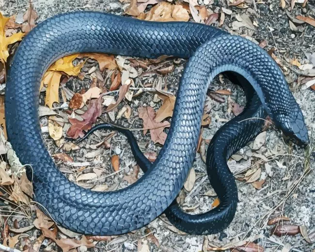 blue bellied black snake Diamond By Numbers Bellied Snake Diamond Painting