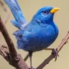 Blue Finch Bird Diamond Painting