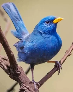 Blue Finch Bird Diamond Painting