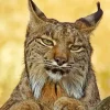 Bobcat Face Diamond Painting
