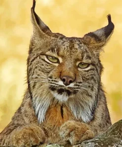 Bobcat Face Diamond Painting