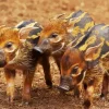 Hog Baby Animals Diamond Painting