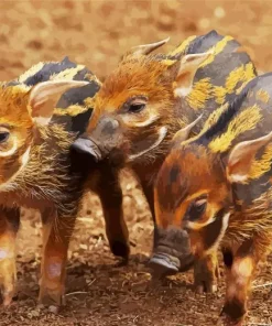 Hog Baby Animals Diamond Painting