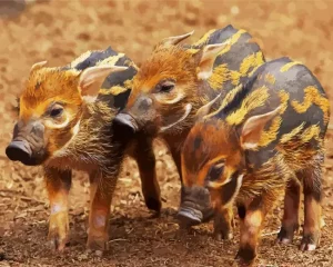 Hog Baby Animals Diamond Painting