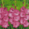 Pink Gladiolus Diamond Painting
