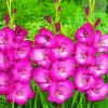 Pink Gladiolus Diamond Painting