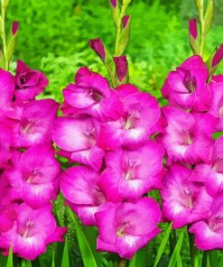Pink Gladiolus Diamond Painting
