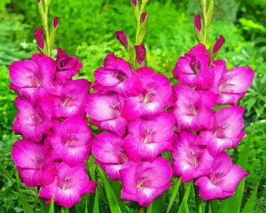 Pink Gladiolus Diamond Painting