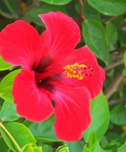 Shoe Black Plant Diamond Painting