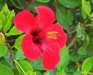 Shoe Black Plant Diamond Painting