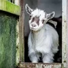 Pygmy Goat Diamond Painting