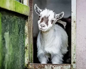 Pygmy Goat Diamond Painting