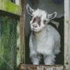 Pygmy Goat Diamond Painting