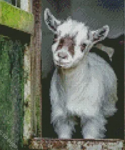 Pygmy Goat Diamond Painting
