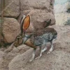 Black Tailed Jackrabbit Diamond Painting