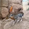Black Tailed Jackrabbit Diamond Painting