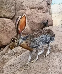 Black Tailed Jackrabbit Diamond Painting