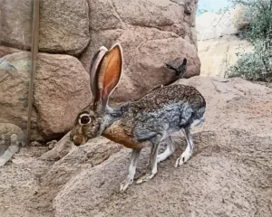 Black Tailed Jackrabbit Diamond Painting
