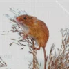 Eurasian Harvest Mouse Diamond Painting