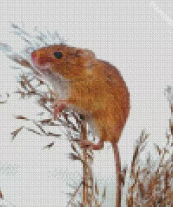Eurasian Harvest Mouse Diamond Painting