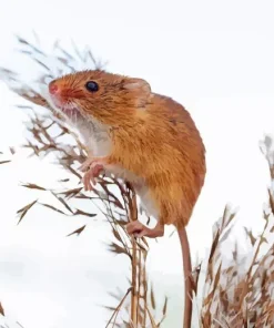Eurasian Harvest Mouse Diamond Painting