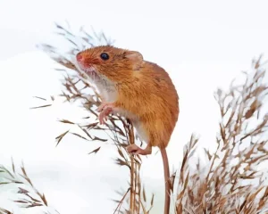 Eurasian Harvest Mouse Diamond Painting