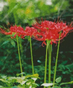 Spider Lily Flowers Diamond Painting