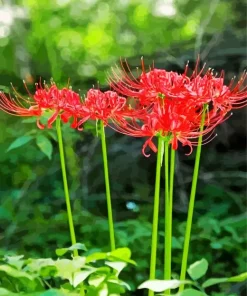 Spider Lily Flowers Diamond Painting