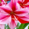 Amaryllis Flower Diamond Painting